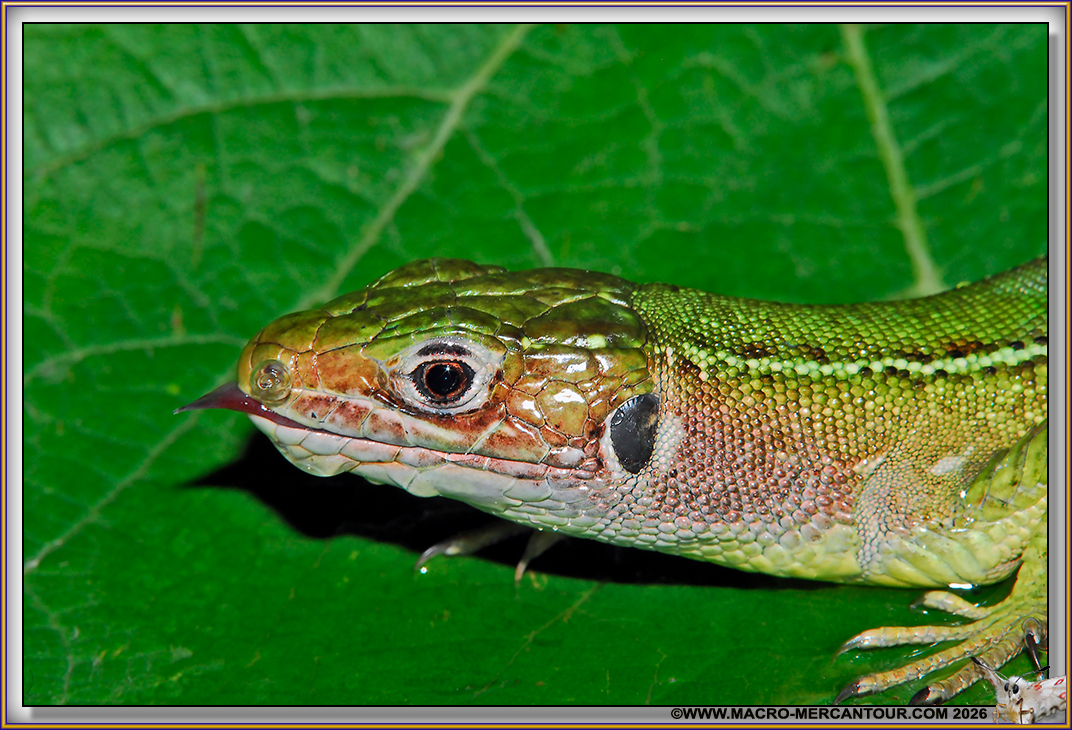 LEZARD vert